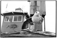 https://www.ed-templeton.com/files/gimgs/th-150_Seagull one leg Catalina.jpg